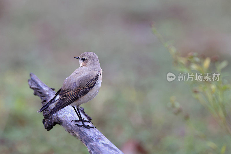 画眉鸟:成年北方麦穗或麦穗(Oenanthe Oenanthe)。